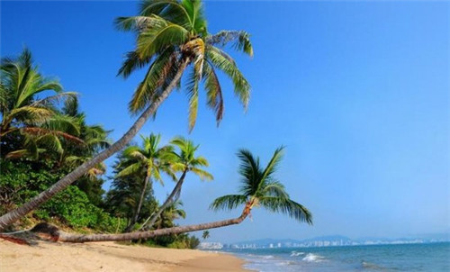 百世德咖啡火热中